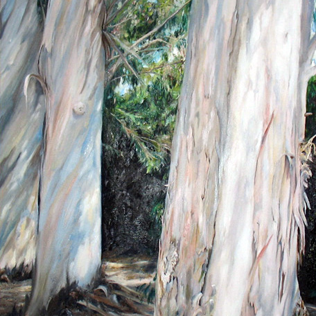 Eucalyptus  On HWY 192 Montecito, Oil on Linen 18x24